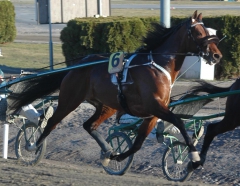 Trot Kronos 150318-3
